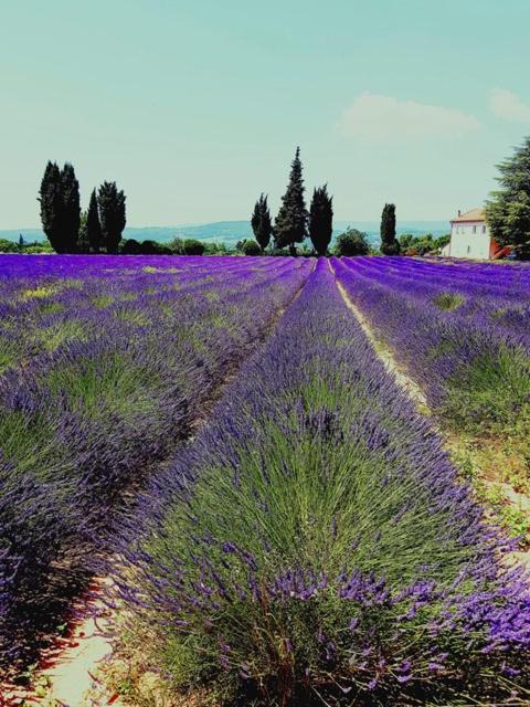 Le Mas De La Glycine Roussillon en Isere Екстериор снимка